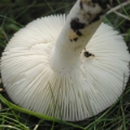 Slika Russula ionochlora