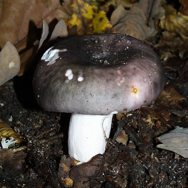 Slika Russula cyanoxantha