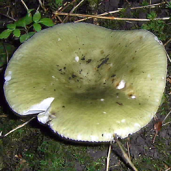 Slika Russula cyanoxantha var. peltereaui