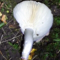 Slika Russula cyanoxantha var. peltereaui
