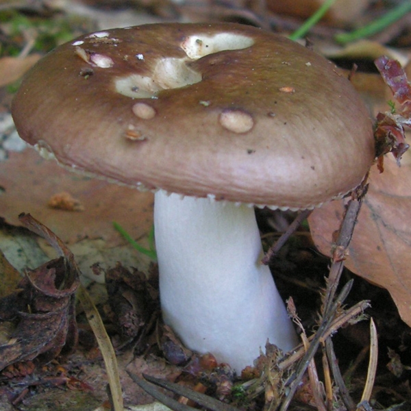 Slika Russula integra