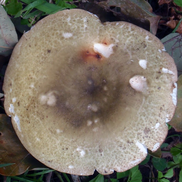 Slika Russula cutefracta