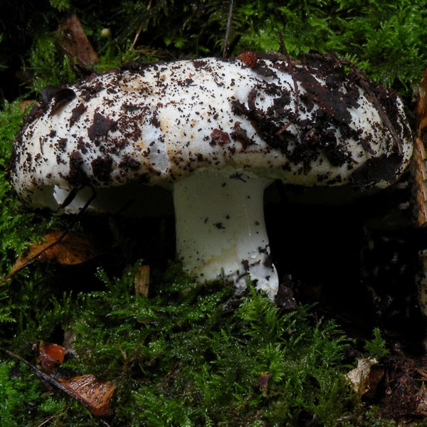 Slika Russula delica