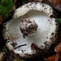 Slika Russula delica