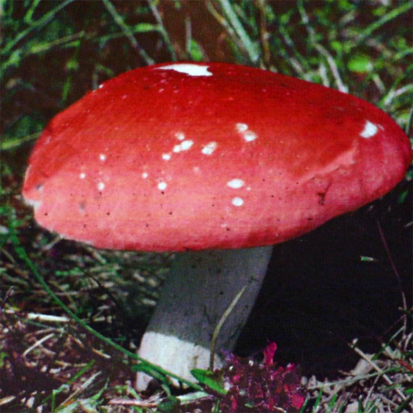 Slika Russula pseudointegra