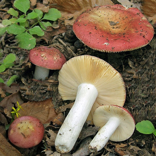 Slika Russula decipiens