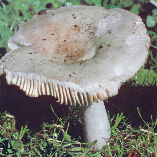 Slika Russula olivascens