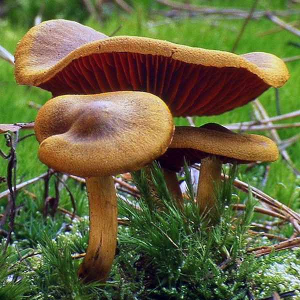 Slika Cortinarius semisanguineus