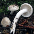 Slika Hygrophorus agathosmus 
