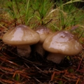 Slika Hygrophorus latitabundus