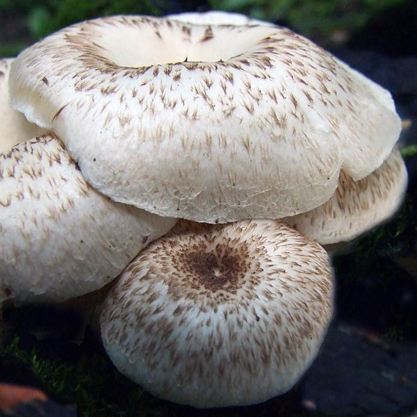Slika Lentinus tigrinus 