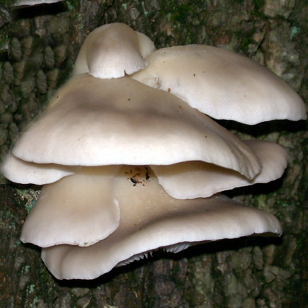 Slika Pleurotus sapidus