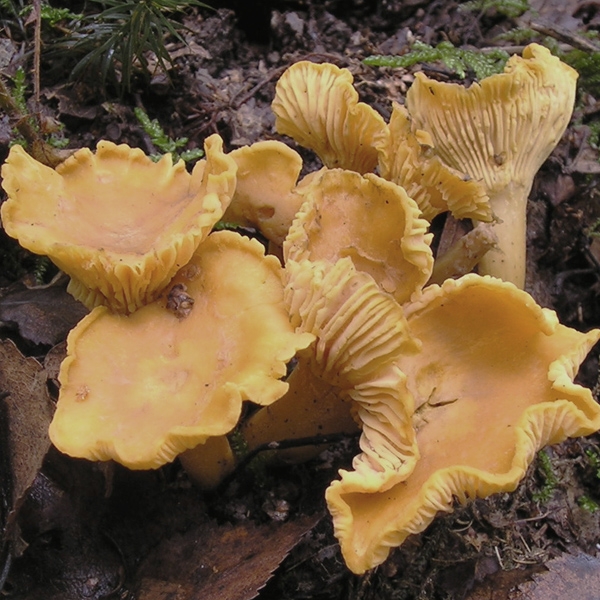 Slika Cantharellus cibarius