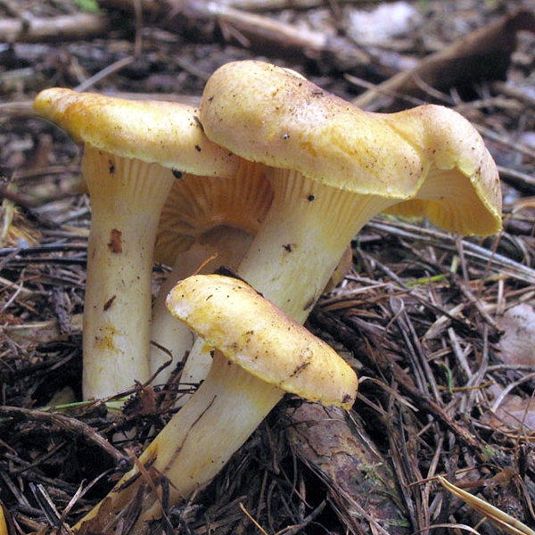 Slika Cantharellus amethysteus