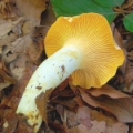 Slika Cantharellus cibarius var. bicolor