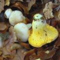 Slika Cantharellus cibarius var. bicolor