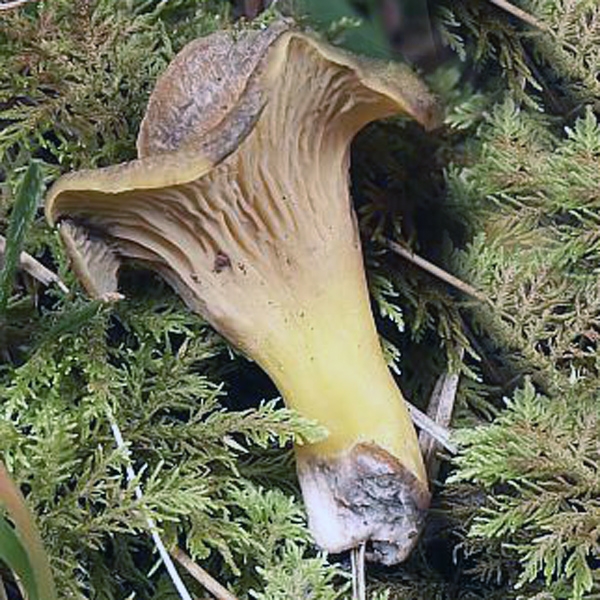 Slika Cantharellus cibarius var. ianthinoxanthus