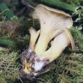 Slika Cantharellus cibarius var. ianthinoxanthus