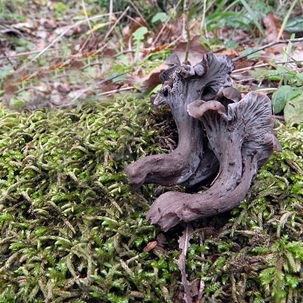 Slika Cantharellus cinereus