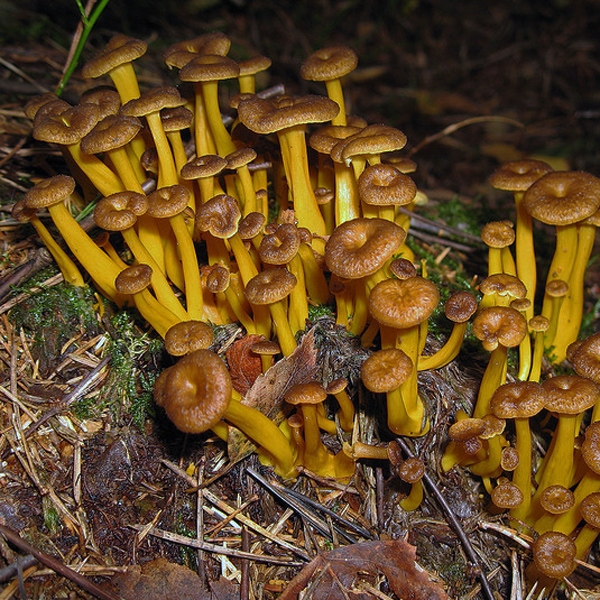 Slika Cantharellus lutescens