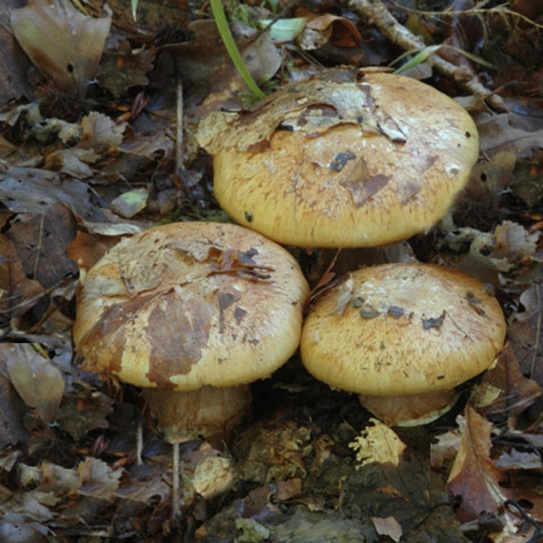Slika Cortinarius amoenolens