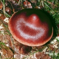 Slika Cortinarius brunneus