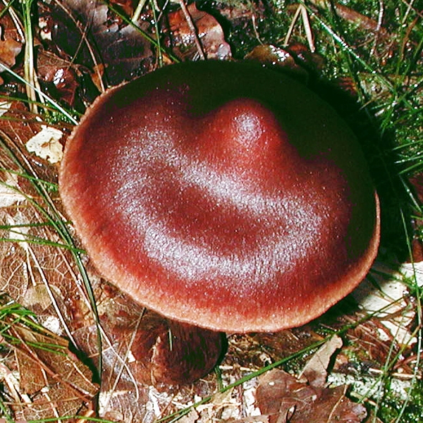 Slika Cortinarius brunneus