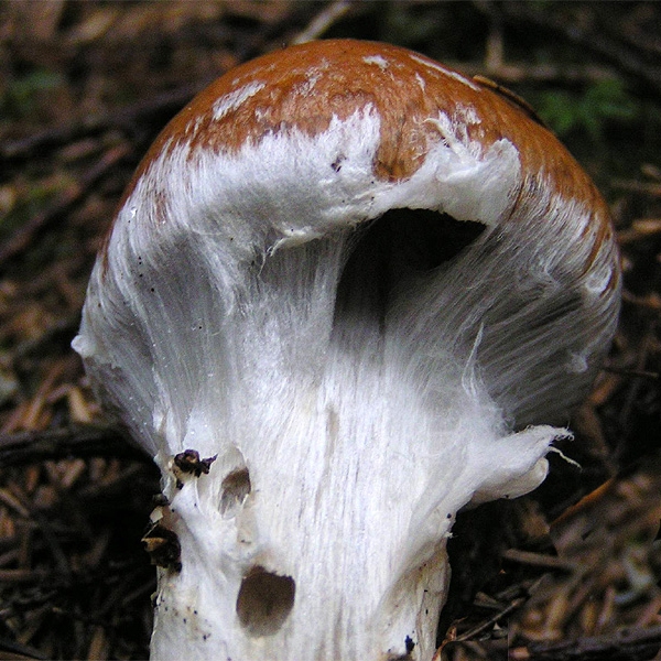 Slika Cortinarius claricolor
