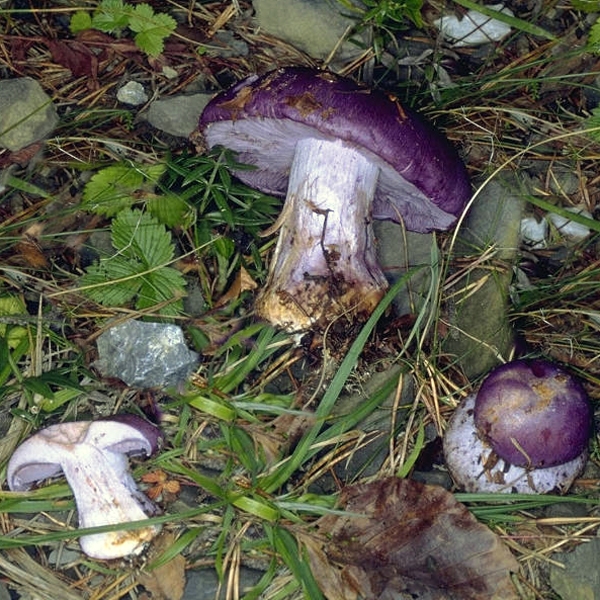 Slika Cortinarius cyaneus