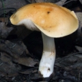 Slika Cortinarius emollitus
