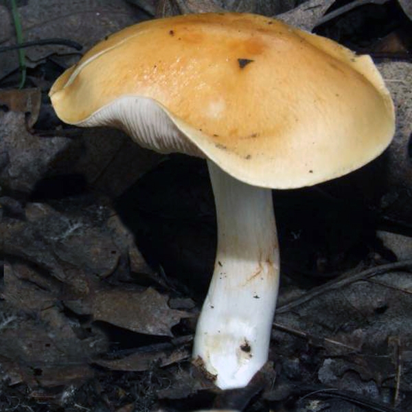Slika Cortinarius emollitus