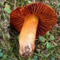 Slika Cortinarius orellanus