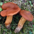 Slika Cortinarius orellanus