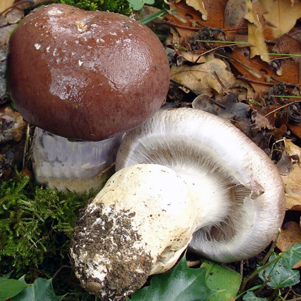 Slika Cortinarius praestans