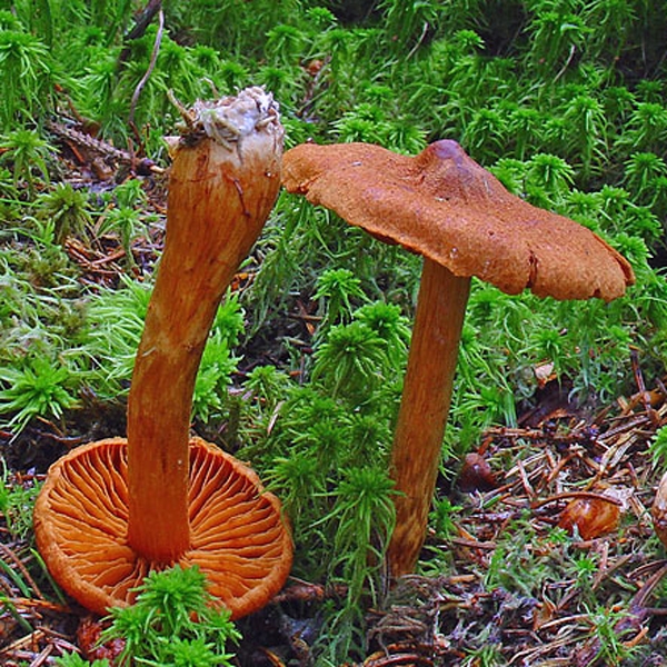 Slika Cortinarius speciosissimus