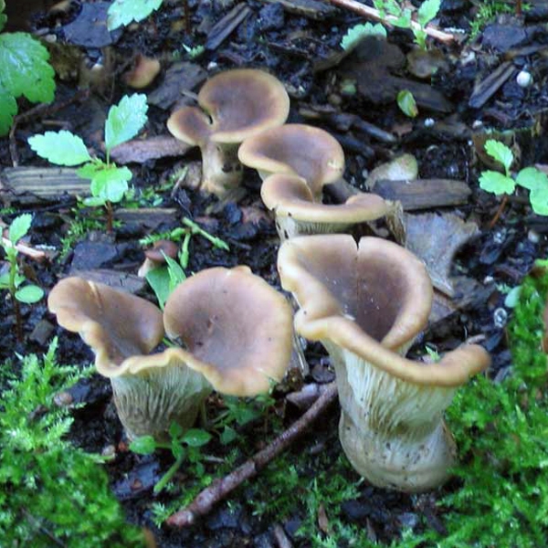 Slika Hohenbuehelia geogenia