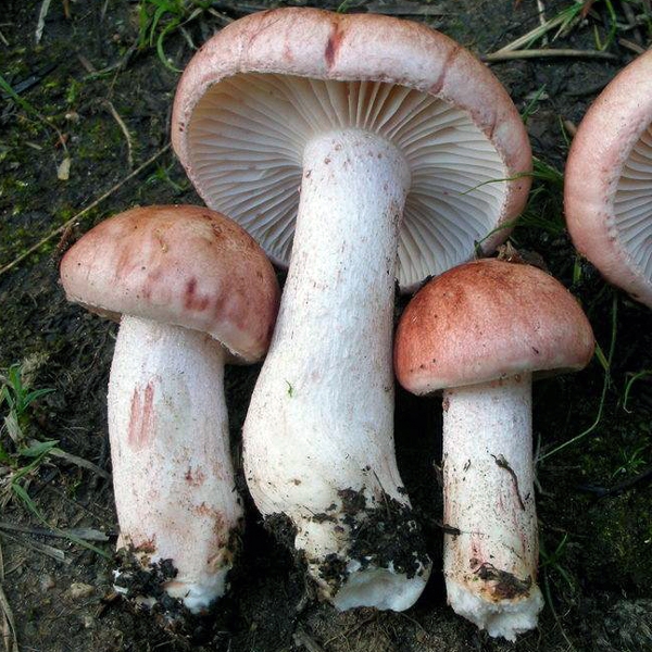 Slika Hygrophorus erubescens