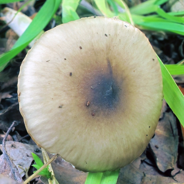 Slika Hygrophorus mesotephrus