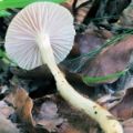 Slika Hygrophorus mesotephrus