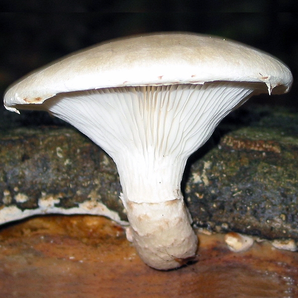 Slika Pleurotus drynus
