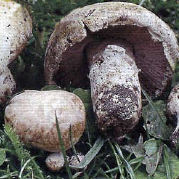 Slika Agaricus aestivalis  var. veneris