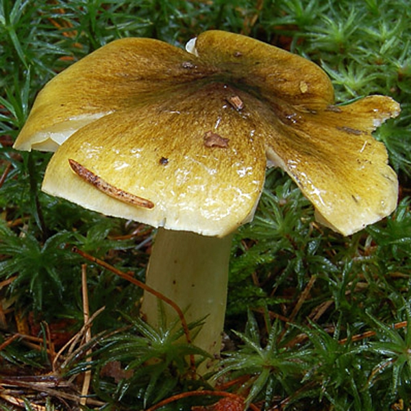 Slika Tricholoma viridilutescens
