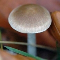 Slika Entoloma nitens