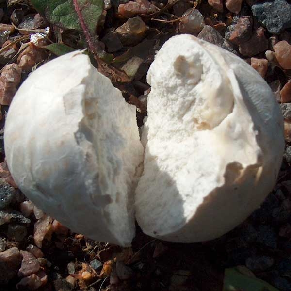 Slika Bovista nigrescens