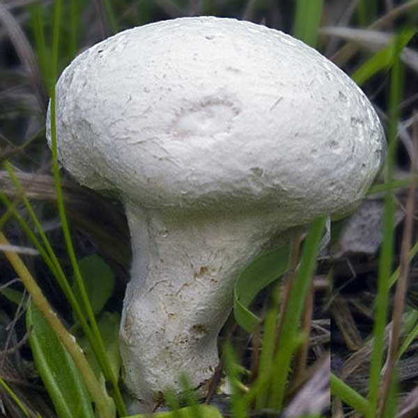Slika Bovista paludosa