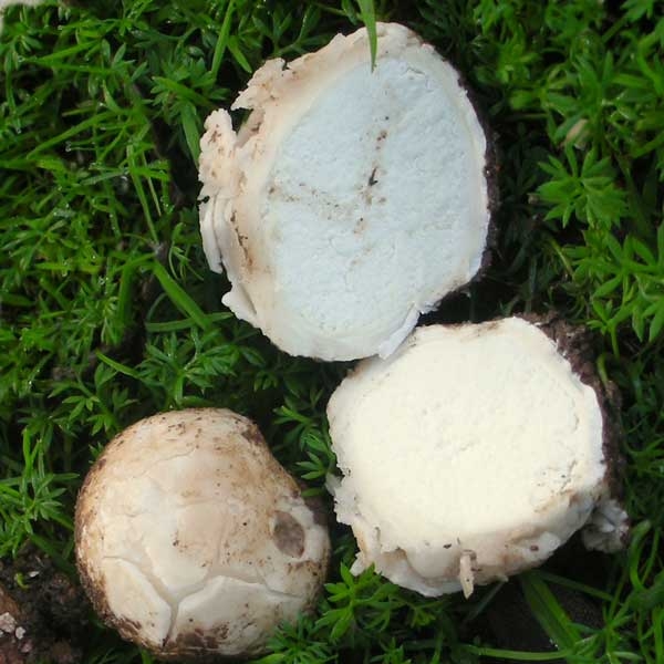 Slika Bovista plumbea