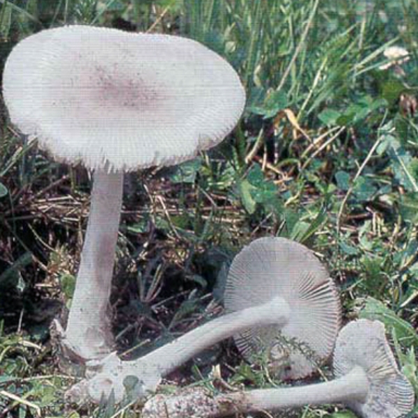 Slika Amanita hyperborea