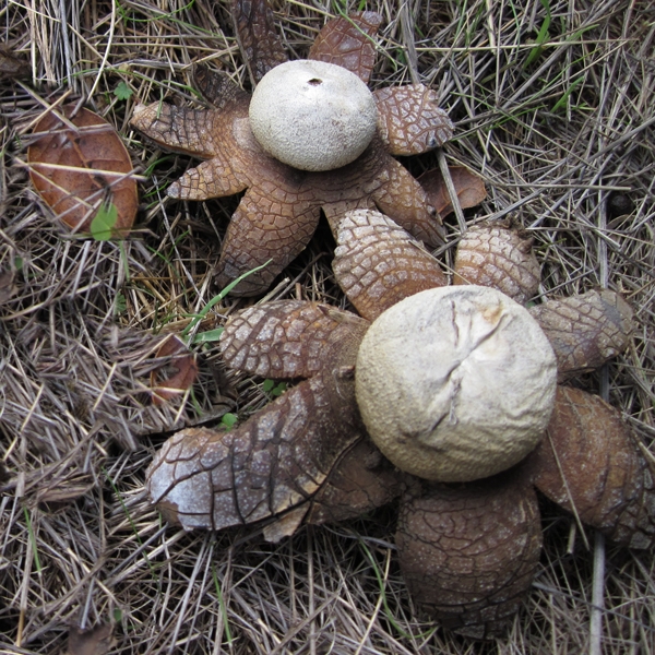 Slika Astraeus hygrometricus