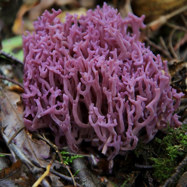 Slika Clavulina amethystina