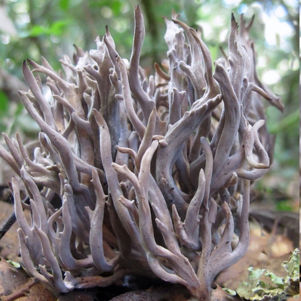 Slika Clavulina cinerea
